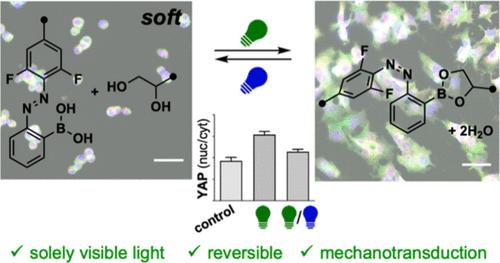 Polyacrylamide Hydrogels with Reversibly Photocontrolled Stiffness for 2D Mechanobiology