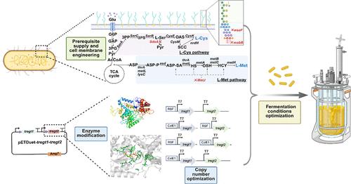 Integrating Membrane Permeability Engineering and Enzyme Design for Efficient Production of Ergothioneine in E. coli
