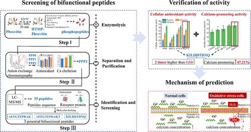 Separation and Identification of a Novel Antioxidant and Calcium-Binding Peptide Derived from Phosvitin Hydrolysates: In Vitro and In Silico Prediction