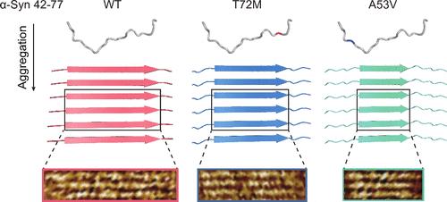 Submolecular Resolution Imaging of Amyloid Aggregation: An STM Approach to Decipher Missense Mutation Effects in α-Synuclein