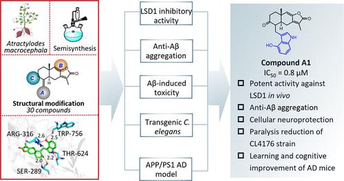 Discovery of Atractylenolide Derivatives as Novel LSD1 Inhibitors for the Treatment of Alzheimer’s Disease