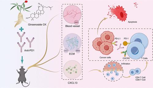 Combination of Ginsenoside Compound K and Anti-PD1 Inhibits Pancreatic Cancer by Activating CXCL13-CXCR5 Signaling Axis