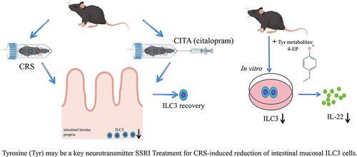 Tyrosine: A Key Neurotransmitter in Selective Serotonin Reuptake Inhibitor Treatment for Chronic Restraint Stress-Induced Reduction of Intestinal Innate Lymphoid Cell Type 3 Cells
