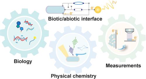 Elucidating Energy Conversion Pathways at Biotic/Abiotic Interfaces in Microbe–Semiconductor Hybrids