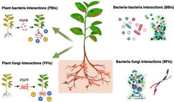 Interspecific dance: how bacteria, fungi, and plants interact to survive in polluted soils