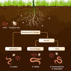 Entomopathogenic nematodes employ multiple strategies to avoid the scent of predation