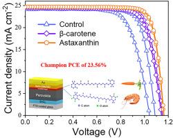 Improved ultraviolet resistant through the natural antioxidants in efficient perovskite photovoltaics
