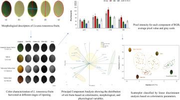 Integrating colorimetry and machine learning: an approach for optimizing fruit selection in Licania tomentosa seedling production