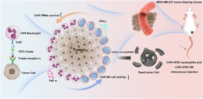 Novel strategy for tumor immunotherapy using FITC-folate bispecific adapter bridged CAR immune cell cocktails