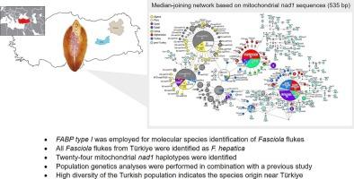 Accurate species discrimination of Fasciola hepatica from Türkiye based on the fatty acid binding protein type I (FABP type I) gene and phylogenetic analysis using mitochondrial DNA