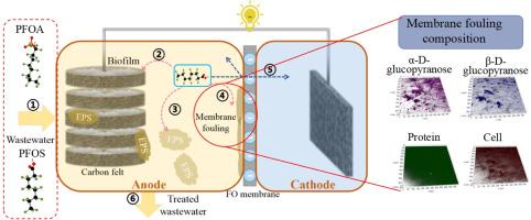 Formation of membrane fouling and removal mechanism of contaminants in osmotic microbial fuel cells in the presence of perfluoroalkyl substances