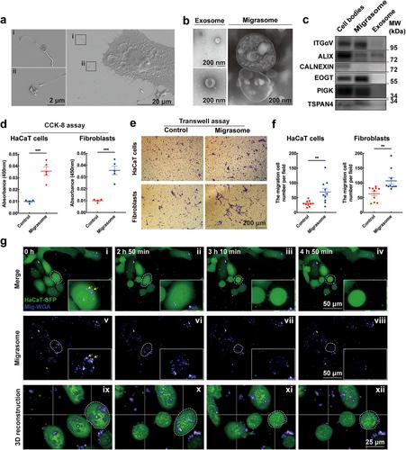 Single-Cell Analysis Reveals Fibroblast-Derived Migrasomes as CXCL12 Carriers Promoting Skin Wound Repair