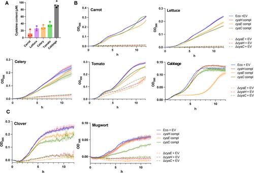Sulphur-Acquisition Pathways for Cysteine Synthesis Confer a Fitness Advantage to Bacteria in Plant Extracts