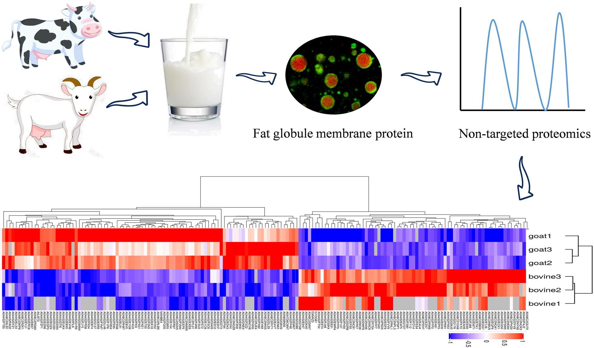 Proteomics profiles of bovine and goat milk fat globule membrane revealed differences on the components and potential functions