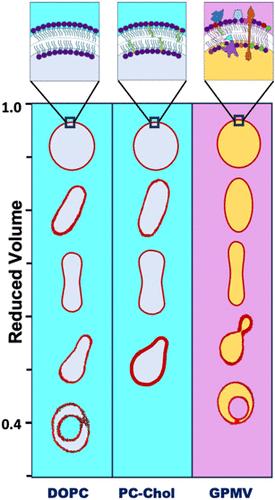 Experimentally Determined Shapes of Plasma Membrane Vesicles, Phosphatidylcholine (PC), and PC-Cholesterol Vesicles: Vesicle Deflation Analysis Using Confocal Microscopy
