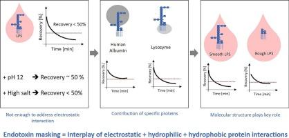 Endotoxin masking in human plasma: The role of protein interactions and lipopolysaccharide structure