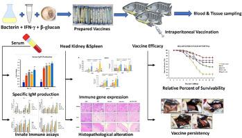 Protective efficacy of Interferon-γ and β-glucan adjuvanted formalin killed vaccines in Nile tilapia against Edwardsiella tarda infection
