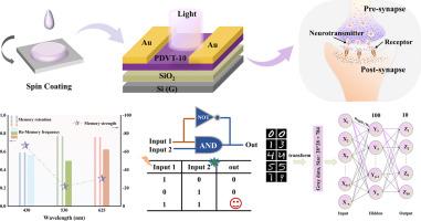 High-performance organic synaptic transistors for multi-wavelength perception simulation and neuromorphic computing
