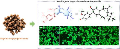 Eugenol-based meroterpenoids with neural differentiation activity from Eugenia caryophyllata