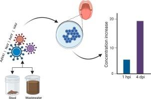 Replication of human enteric viruses from wastewater in saliva cell lines
