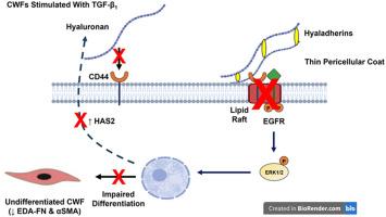 Dysfunctional pericellular hyaluronan deposition contributes to attenuated CD44/EGFR co-localization and impaired myofibroblast differentiation in chronic wound fibroblasts