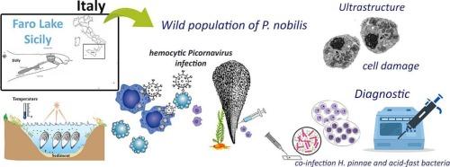 Cytopathology and phylogeny of Pinna nobilis Picornavirus (PnPV) infecting haemocytes of the noble pen shell population from Lake Faro (Southern Italy)