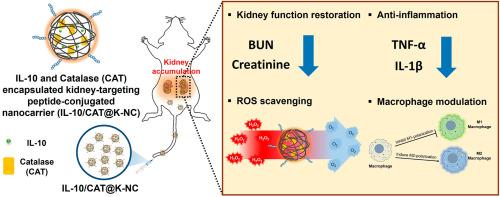 Targeted co-delivery of IL-10 and catalase for cooperative therapeutic effect on acute kidney injury