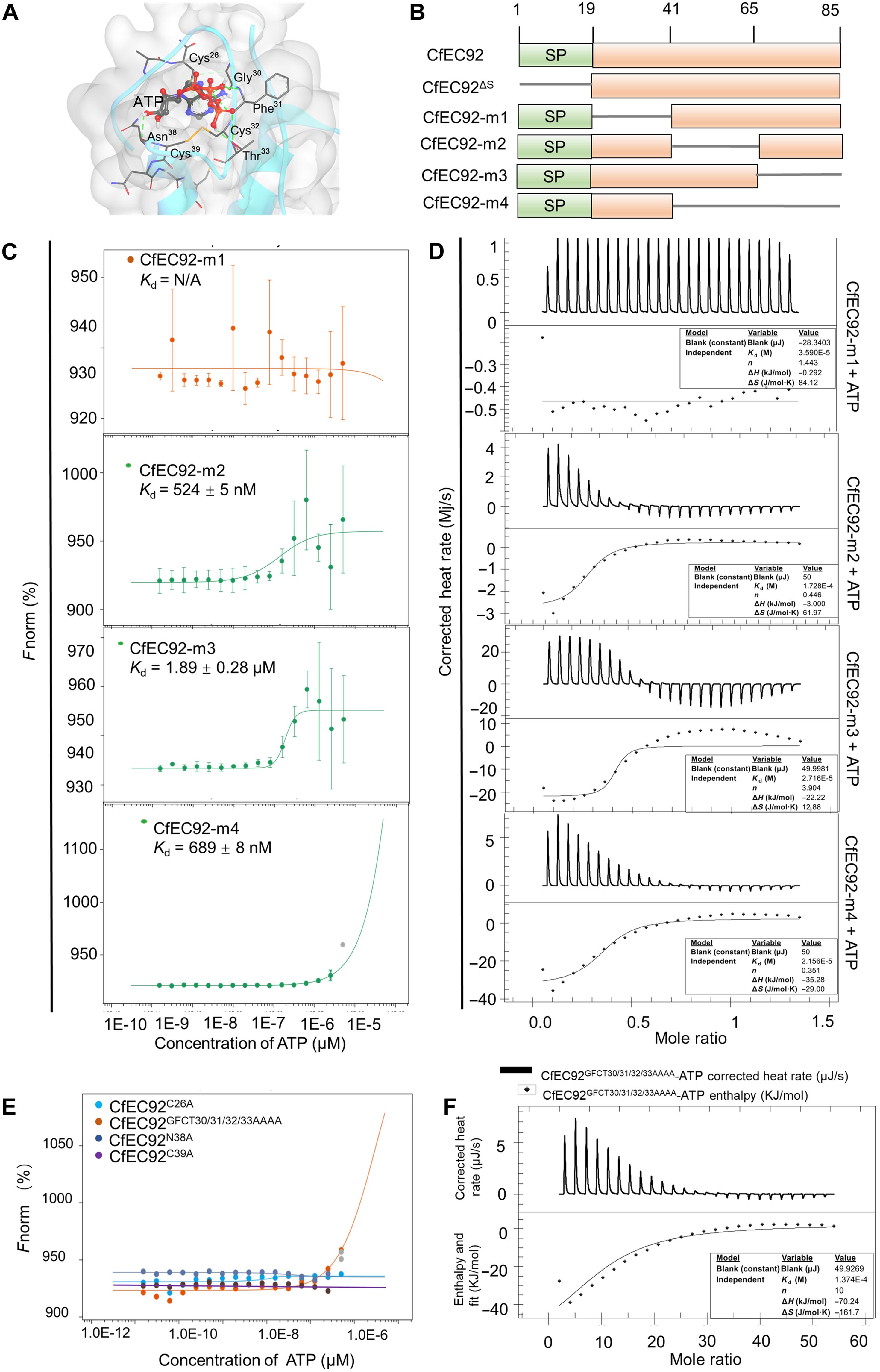 A Colletotrichum-unique effector with the Cx11NC motif enhances plant NDPK2 kinase activity to suppress plant immunity