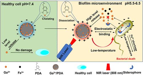 Gallium-Loaded Polydopamine Nanoparticles as a Selective Photothermal Antibiofilm System