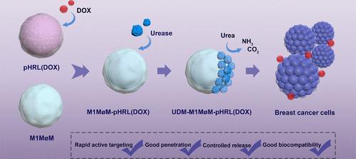 Macrophage-Membrane-Coated Enzyme-Driven Nanorobot for Tumor Organoids Penetration and Cancer Treatment