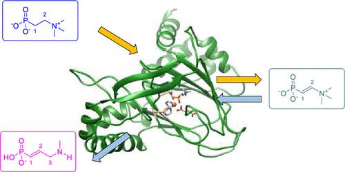 Methylene Group Insertion into a C–N Bond: The Mechanism for the Biosynthesis of Dehydrofosmidomycin by a Nonheme Iron Oxygenase