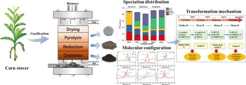Insight into transformation of phosphorus species in biomass gasification at different stages