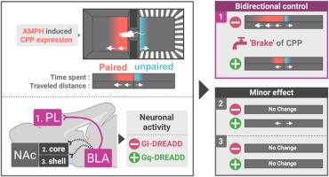 Pathway-specific regulation of amphetamine-induced conditioned place preference by chemogenetic modulation of basolateral amygdala projections to prelimbic cortex and nucleus accumbens subregions