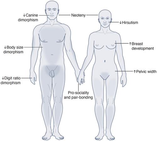 The Placental Steroid Hypothesis of Human Brain Evolution