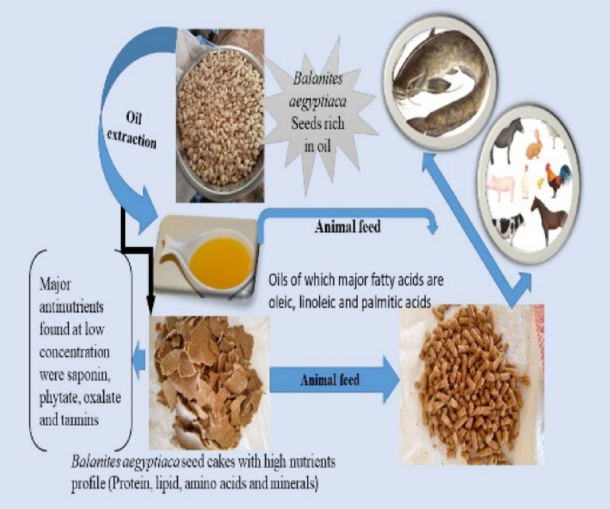 Nutritional Value and Antinutritional Factors of Balanites aegyptiaca Seed Oils and Cakes for Animal Feed: A Review