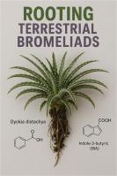 Effect of Indole-3-butyric acid (IBA) and 3-Indoleacetic acid (IAA) on promoting roots on micropropagated Dyckia distachya Hassl