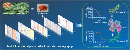 Discovery of potent ATP citrate lyase inhibitors from Tripterygium wilfordii Hook. f.: a structural and bioactivity analysis