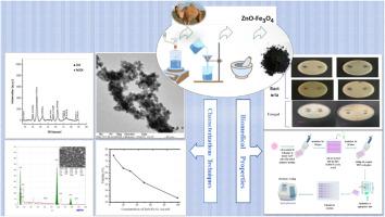 Eco-friendly synthesis of magnetic ZnO/Fe3O4 nanocomposites: Structural, morphological, antimicrobial, and anticancer evaluation