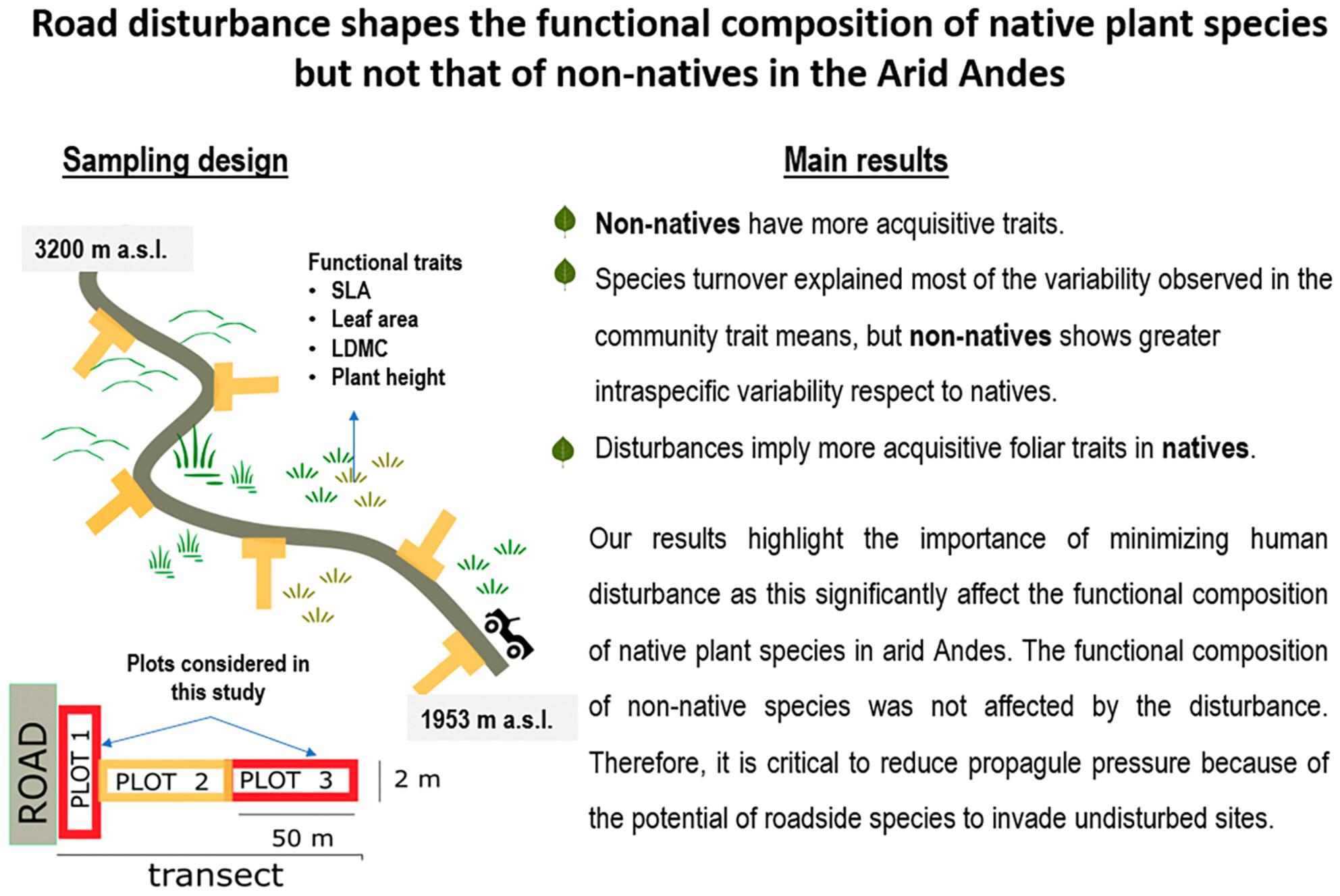Road Disturbance Shapes the Functional Composition of Native Plant Species but Not That of Non-Natives in the Arid Andes