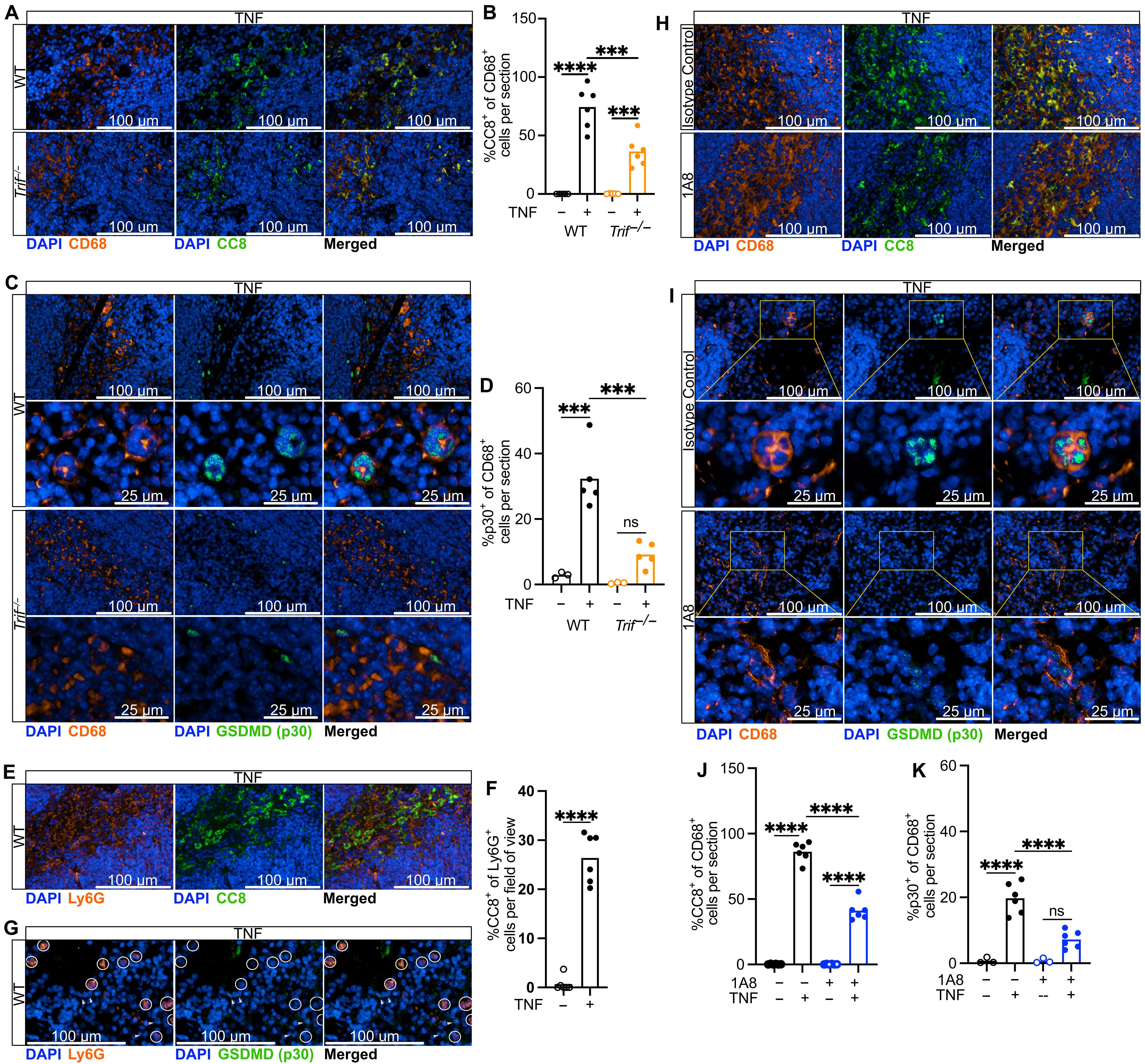 TNF switches homeostatic efferocytosis to lytic caspase-8–dependent pyroptosis and IL-1β maturation