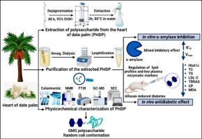 Structural characterization and functional evaluation of polysaccharides extracted from the heart of date palm (Phoenix dactylifera L.): Insights into α-amylase inhibition and antidiabetic potential