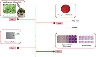 Pandanus amaryllifolius ethanolic extract promotes oral gingival fibroblast healing and inhibits Porphyromonas gingivalis: An in-vitro study