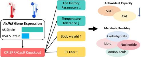 Metabolic network remodeling through PxJHE modulates temperature adaptation in a cosmopolitan insect