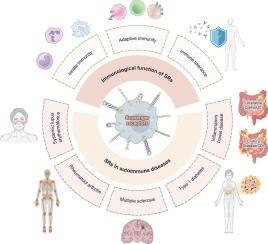 Scavenger receptors: An auspicious therapeutic target for autoimmune diseases