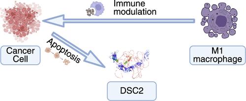 Identification of DSC2 as a Key Biomarker for Induction Chemotherapy Sensitivity in Locally Advanced Laryngeal and Hypopharyngeal Squamous Cell Carcinoma