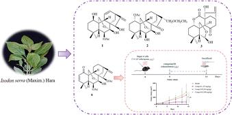 Diterpenoids from the aerial parts of Isodon serra and their anti-hepatocarcinoma potential†