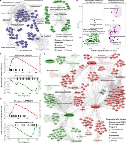 Mitochondrial proteome landscape unveils key insights into melanoma severity and treatment strategies