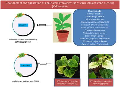Engineering an Agro-Infectious Apple Stem Grooving Virus Clone for Virus-Induced Gene Silencing (VIGS) in Plants