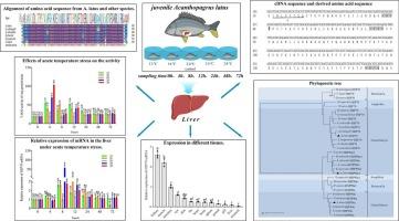 Molecular characterization of HSP70, HSP90a, expression responses and biochemical changes in yellowfin seabream Acanthopagrus latus (Houttuyn 1782) under temperature stress