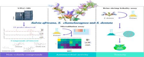 Chemical variation, antimicrobial activity and toxicity of three South African species of Salvia used in Cape Herbal Medicine
